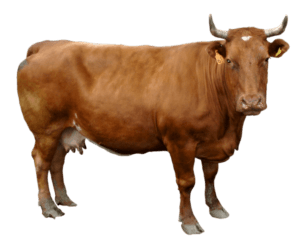 cow_PNG2141