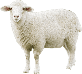 sheep-png-images-photo-12-284